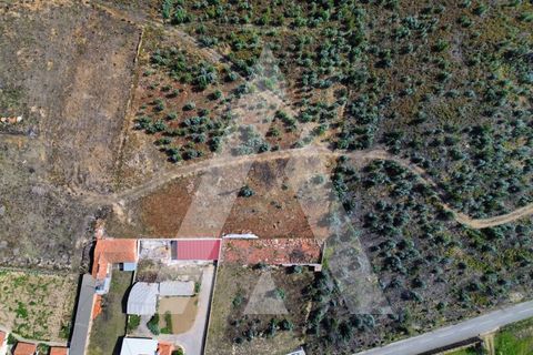 Terra a Branca, Aveiro, Branca - € 25.000 | Ref: 1060951/25 AL - foto 4