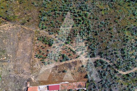 Terra a Branca, Aveiro, Branca - € 25.000 | Ref: 1060951/25 AL - foto 5