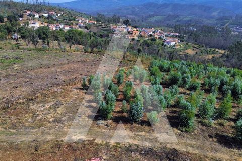 Terra a Branca, Aveiro, Branca - € 25.000 | Ref: 1060951/25 AL - foto 10
