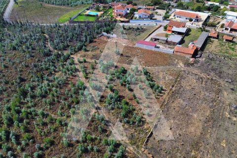 Terra a Branca, Aveiro, Branca - € 25.000 | Ref: 1060951/25 AL - foto 11