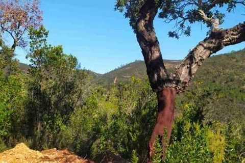 Terra a Monchique, Faro, Monchique - € 85.000 | Ref: 149345 - foto 12