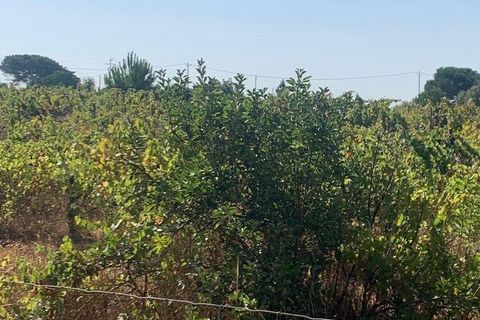 Terra a Palmela, Setubal, Palmela - € 260.000 | Ref: 149336 - foto 5