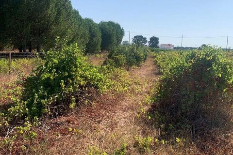 Terra a Palmela, Setubal, Palmela - € 260.000 | Ref: 149336 - foto 10