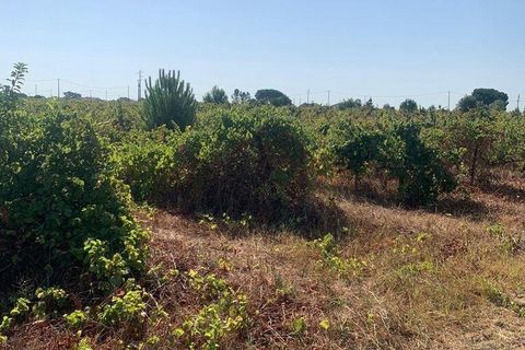 Terra a Palmela, Setubal, Palmela - € 260.000 | Ref: 149336 - foto 12
