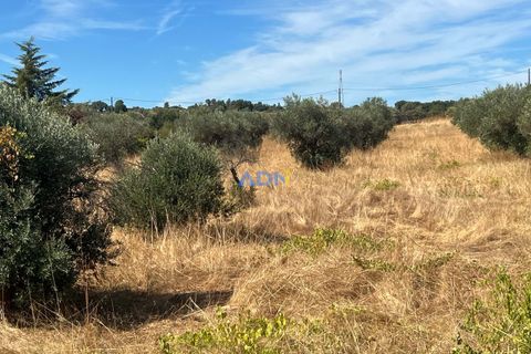 Helårsgrund i Castelo Branco, Castelo Branco, Castelo Branco - € 22.000 | Ref: 125092 - foto 11