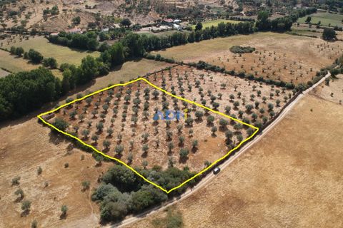 Farm hus i Castelo Branco, Castelo Branco, Castelo Branco - € 27.000 | Ref: 125094 - foto 2