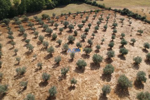 Farm hus i Castelo Branco, Castelo Branco, Castelo Branco - € 27.000 | Ref: 125094 - foto 4