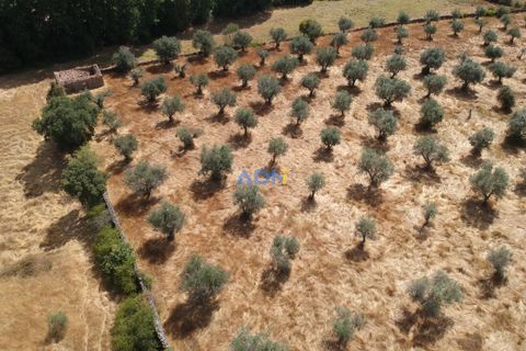 Farm hus i Castelo Branco, Castelo Branco, Castelo Branco - € 27.000 | Ref: 125094 - foto 12