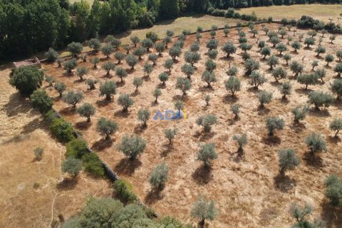 Farm hus i Castelo Branco, Castelo Branco, Castelo Branco - € 27.000 | Ref: 125094 - foto 13