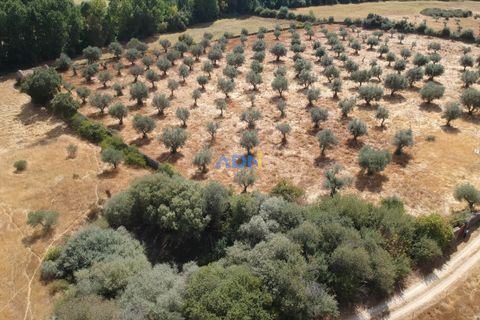 Farm hus i Castelo Branco, Castelo Branco, Castelo Branco - € 27.000 | Ref: 125094 - foto 14