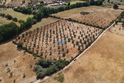 Farm hus i Castelo Branco, Castelo Branco, Castelo Branco - € 27.000 | Ref: 125094 - foto 18