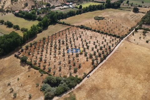 Farm hus i Castelo Branco, Castelo Branco, Castelo Branco - € 27.000 | Ref: 125094 - foto 19