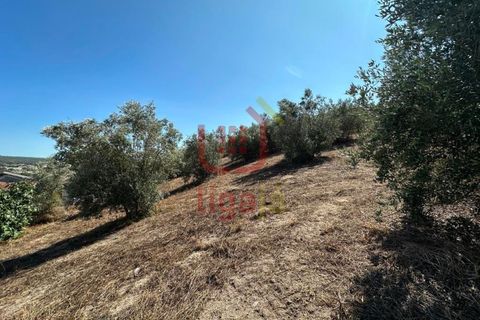 Helårsgrund i Ourem, Santarem, Ourem - € 55.000 | Ref: 1339 - foto 7