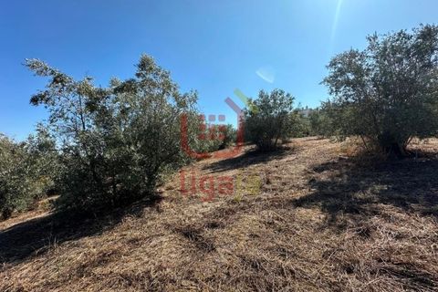 Helårsgrund i Ourem, Santarem, Ourem - € 55.000 | Ref: 1339 - foto 8