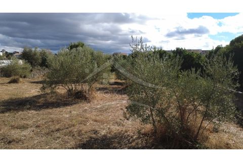 Terra a Alcains, Castelo Branco, Alcains - € 160.000 | Ref: 200 - foto 14