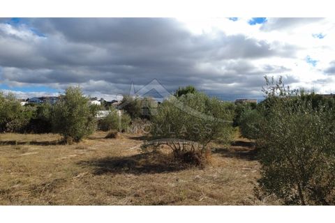 Terra a Alcains, Castelo Branco, Alcains - € 160.000 | Ref: 200 - foto 15