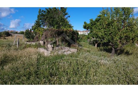 Terra a Alcains, Castelo Branco, Alcains - € 160.000 | Ref: 200 - foto 28