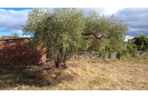 Terra a Alcains, Castelo Branco, Alcains - € 160.000 | Ref: 200 - foto 46
