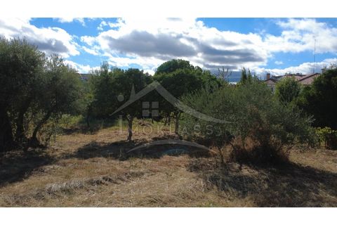 Terra a Alcains, Castelo Branco, Alcains - € 160.000 | Ref: 200 - foto 47