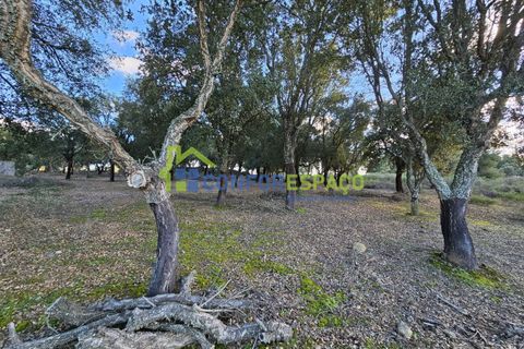 Helårsgrund i Castelo Branco, Castelo Branco, Castelo Branco - € 75.000 | Ref: 24008 - foto 18