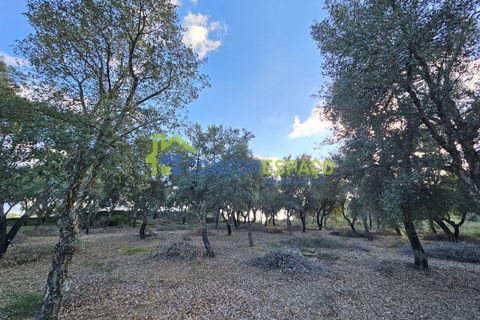 Helårsgrund i Castelo Branco, Castelo Branco, Castelo Branco - € 75.000 | Ref: 24008 - foto 20
