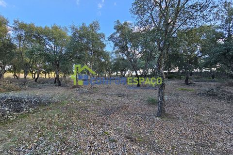 Helårsgrund i Castelo Branco, Castelo Branco, Castelo Branco - € 75.000 | Ref: 24008 - foto 22