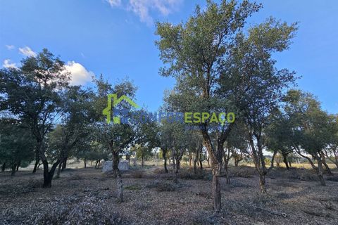 Helårsgrund i Castelo Branco, Castelo Branco, Castelo Branco - € 75.000 | Ref: 24008 - foto 29