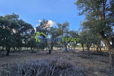 Helårsgrund i Castelo Branco, Castelo Branco, Castelo Branco - € 75.000 | Ref: 24008 - foto 30
