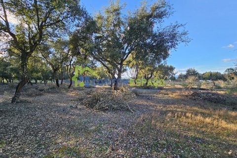 Helårsgrund i Castelo Branco, Castelo Branco, Castelo Branco - € 75.000 | Ref: 24008 - foto 33