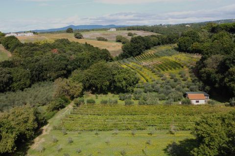 Farm hus i Bibbona, Livorno, Bibbona - € 1.850.000 | Ref: C-476-601031 - foto 17