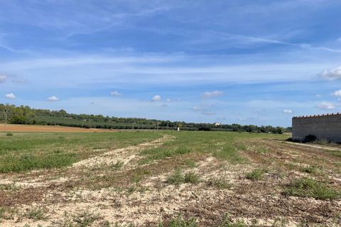 Landejendom i Petra, Mallorca, Petra - € 2.000.000 | Ref: EXP07676/8930 - foto 20