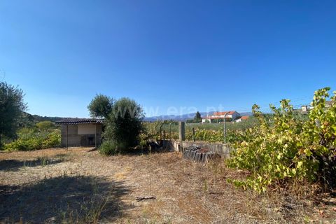 Terra a Fundao, Castelo Branco, Fundao - € 29.500 | Ref: 255250175 - foto 2