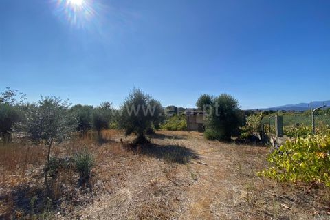 Terra a Fundao, Castelo Branco, Fundao - € 29.500 | Ref: 255250175 - foto 5