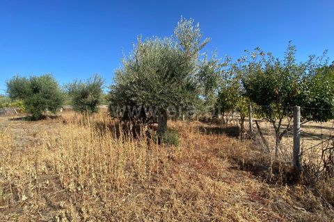 Terra a Fundao, Castelo Branco, Fundao - € 29.500 | Ref: 255250175 - foto 6