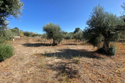 Terra a Fundao, Castelo Branco, Fundao - € 29.500 | Ref: 255250175 - foto 7