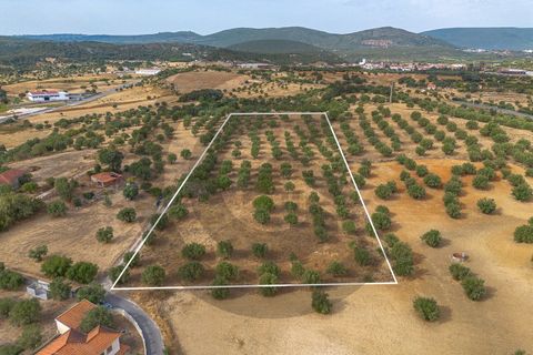Tomt i Alcanena, Santarem, Alcanena - € 45 000 | Ref: C0269-02050 - foto 2