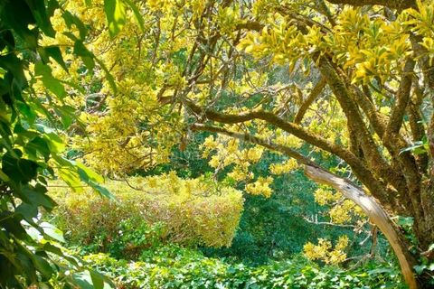 Villa i Sintra, Lisbon, Sintra - € 1.450.000 | Ref: PROP-025516 - foto 31