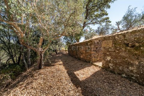 Terra a Covilha, Castelo Branco, Covilha - € 27.500 | Ref: 111250186 - foto 2