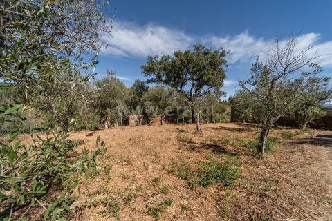 Terra a Covilha, Castelo Branco, Covilha - € 27.500 | Ref: 111250186 - foto 4