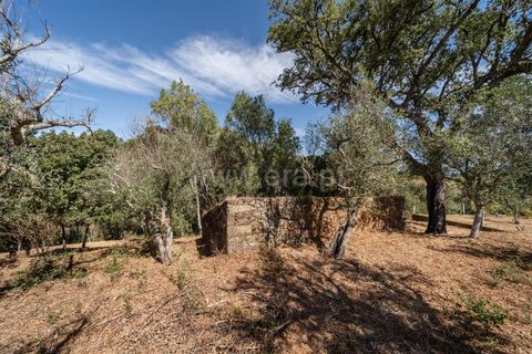 Terra a Covilha, Castelo Branco, Covilha - € 27.500 | Ref: 111250186 - foto 5