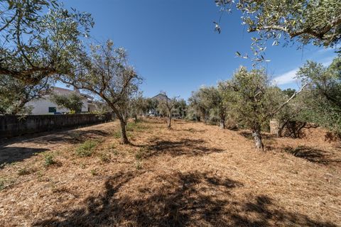 Terra a Covilha, Castelo Branco, Covilha - € 27.500 | Ref: 111250186 - foto 6