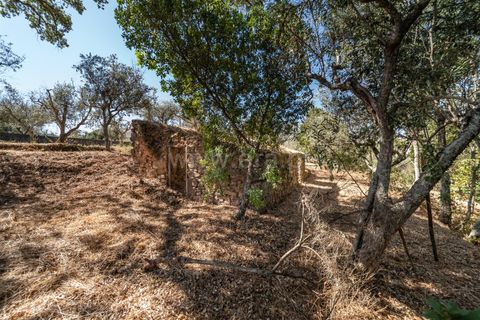 Terra a Covilha, Castelo Branco, Covilha - € 27.500 | Ref: 111250186 - foto 7