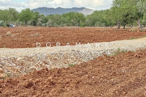 Terra a Campos, Mallorca, Campos - € 349.000 | Ref: HM252451 - foto 6