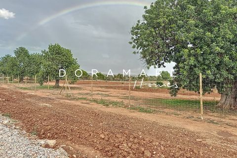 Terra a Campos, Mallorca, Campos - € 349.000 | Ref: HM252451 - foto 11