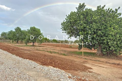 Terra a Campos, Mallorca, Campos - € 349.000 | Ref: HM252451 - foto 13