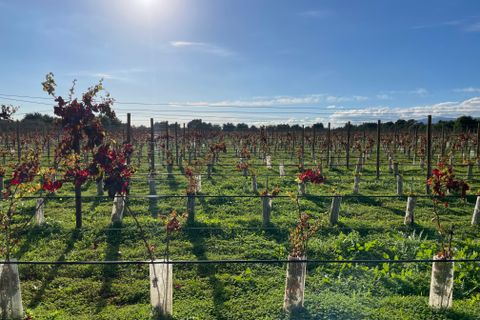 Terra a Inca, Mallorca, Inca - € 1.700.000 | Ref: 82502 - foto 7