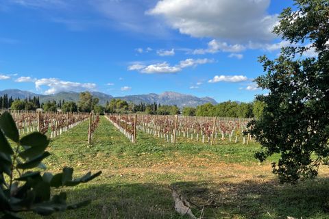 Terra a Inca, Mallorca, Inca - € 1.700.000 | Ref: 82502 - foto 10