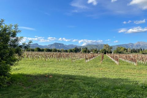 Terra a Inca, Mallorca, Inca - € 1.700.000 | Ref: 82502 - foto 11