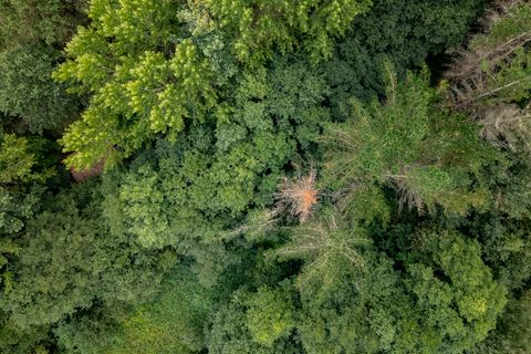 Farm hus i Silleda, Pontevedra, Silleda - € 199.000 | Ref: 2475 - foto 31