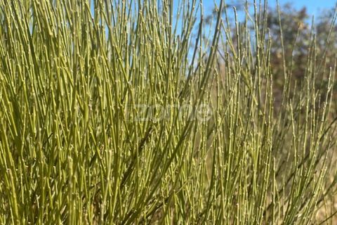 Terra a Mata de Lobos, Guarda, Mata de Lobos - € 42.500 | Ref: ZMPT581124 - foto 7